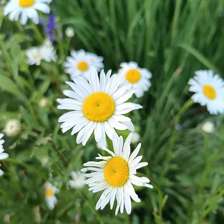 Dom Goralski Kamilux Chata